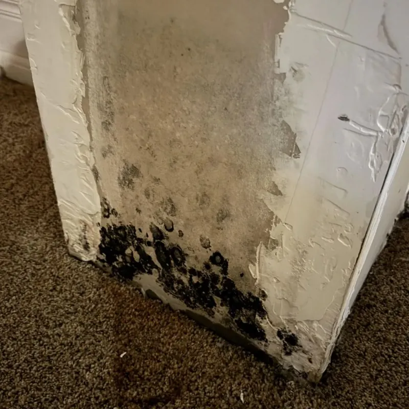 Professional Mold Removal in Franklin County, VA